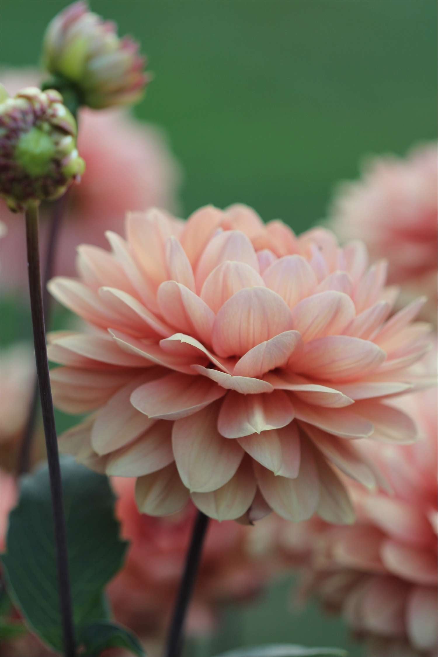 Dahlie ‘Château de la Bourdaisière’ - Dahlia
